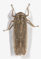 Paramesus major