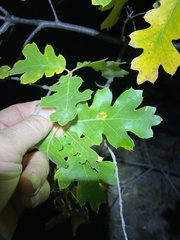 Sphaerulina quercicola