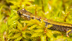 Plethodon