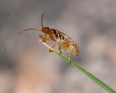 Pseudopamera nitidula