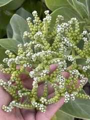 Heliotropium arboreum