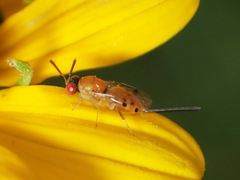 Megastigmidae