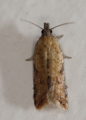 Constrictana constrictana