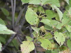 Viburnum