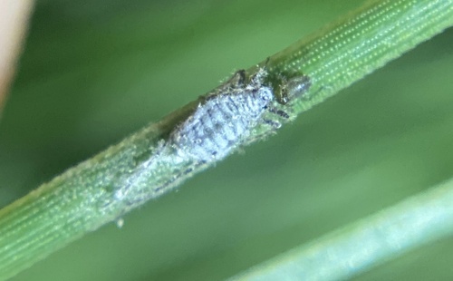 iNaturalist observation photo of Mindarus