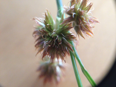 Juncus torreyi