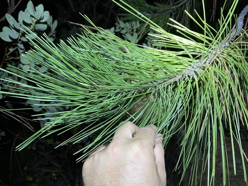 iNaturalist observation photo of pines