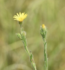 Bradburia pilosa