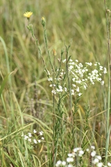 Bradburia pilosa