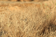 Polioptila