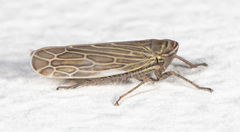 Paramesus major