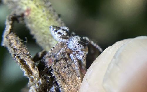 iNaturalist observation photo of Coppered White-cheeked Jumping Spider