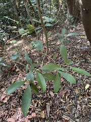 Ardisia squamulosa