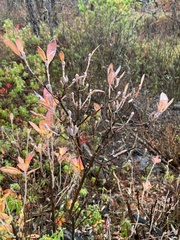Rhododendron canadense