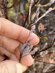 Rhododendron canadense