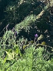 Lavandula
