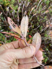 Rhododendron canadense