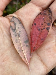 Rhododendron canadense