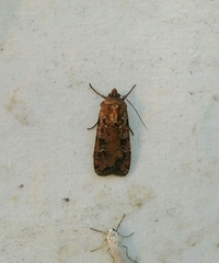 Euxoa ochrogaster