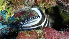 Eques punctatus