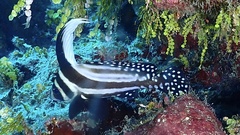 Eques punctatus