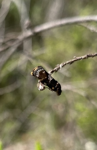 Euthorybeta