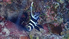 Eques punctatus