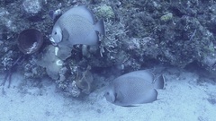 Pomacanthus arcuatus