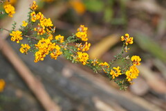 Pultenaea gunnii