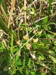Crotalaria lanceolata