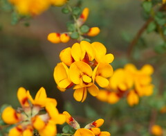 Pultenaea gunnii