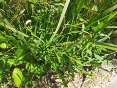 Crotalaria lanceolata
