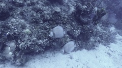 Pomacanthus arcuatus