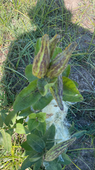 Asclepias viridis