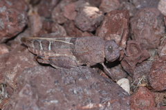 Leprus