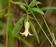 Billardiera mutabilis