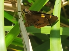 Trapezites symmomus