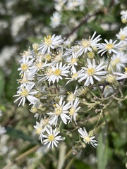 Olearia lirata