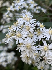 Olearia lirata