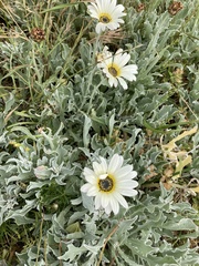 Arctotis stoechadifolia