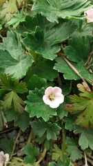 Geranium traversii