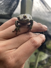 Dendropsophus molitor