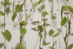 Calidris subminuta