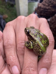 Dendropsophus molitor