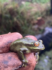 Dendropsophus molitor