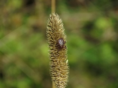 Dermacentor marginatus