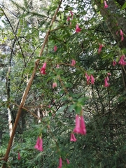 Fuchsia microphylla