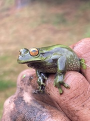 Dendropsophus molitor