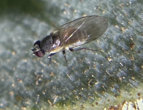 iNaturalist observation photo of Phytomyza