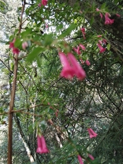 Fuchsia microphylla